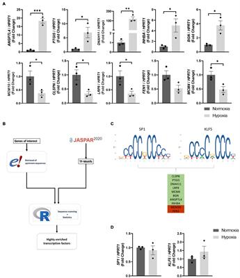 Deciphering Pro-angiogenic Transcription Factor Profiles in Hypoxic Human Endothelial Cells by Combined Bioinformatics and in vitro Modeling